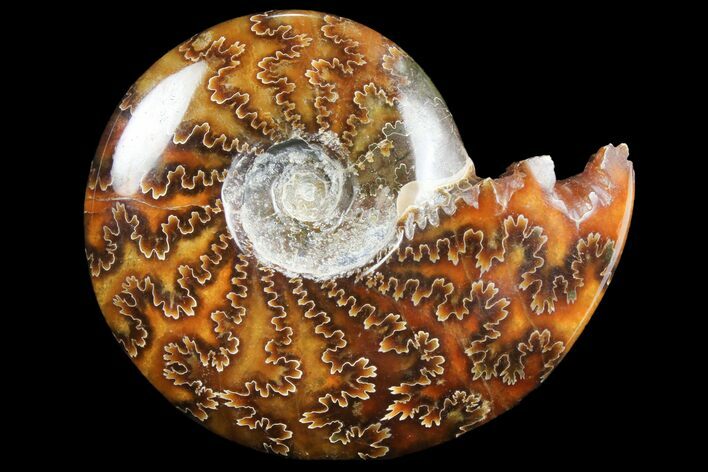 Polished, Agatized Ammonite (Cleoniceras) - Madagascar #97298